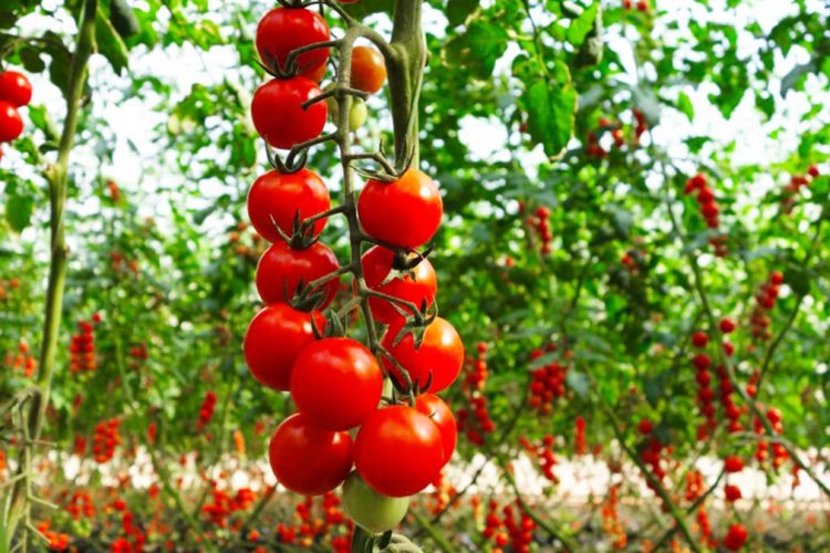 Produkte të Freskëta Bujqësore
