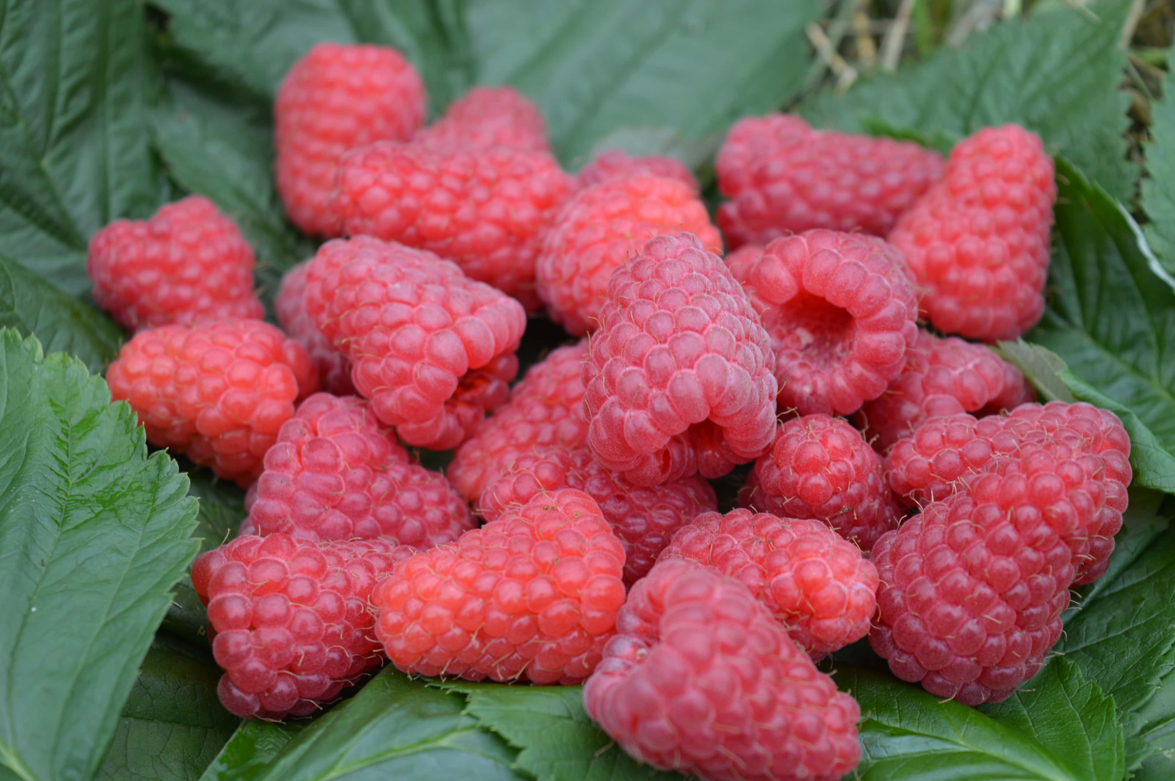Berries and soft fruits