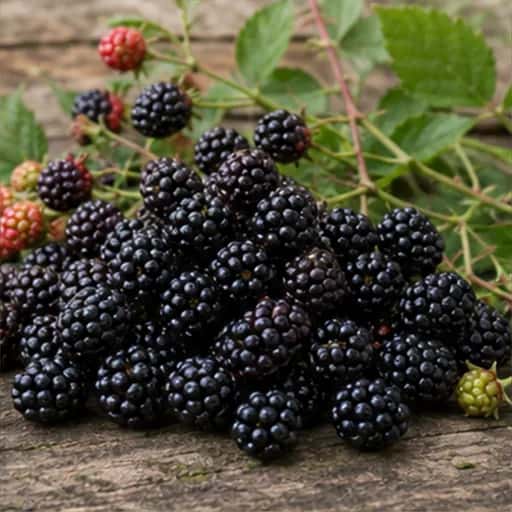 Manaferrë e Egër