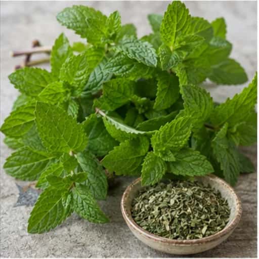 Çaj Spearmint