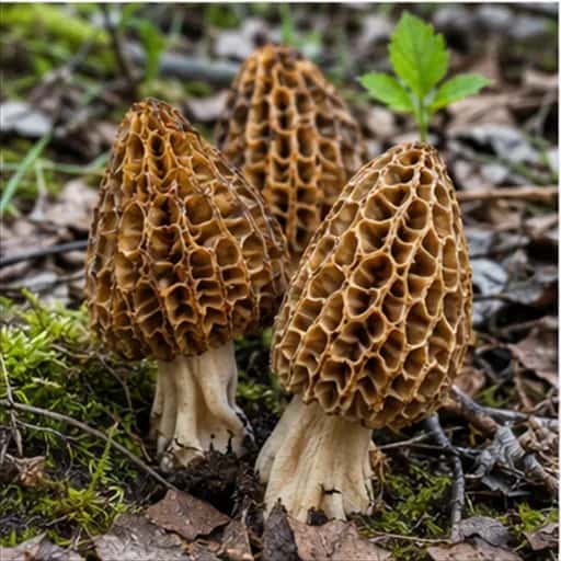 Morel